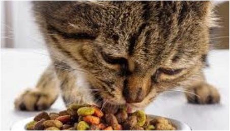 Вредни или не суха храна за котки?
