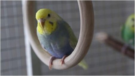 Всичко, което трябва да знаете за вълнообразните папагали