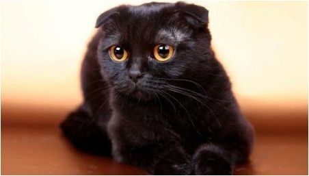 Всичко за черни багажни котки