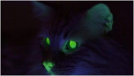 Защо котките в тъмните блестящи очи?