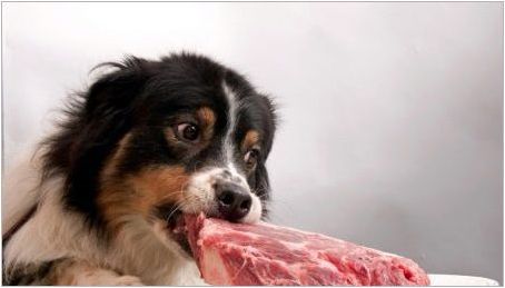 Защо кучетата не могат да дадат свинско месо?