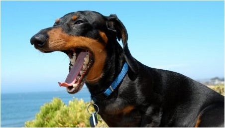 Зъби на данъците: когато се променят от кученце и как да се грижат за тях?
