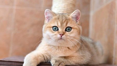 Златна британска чинчила: описание на котките, характеристиките и правилата за грижа